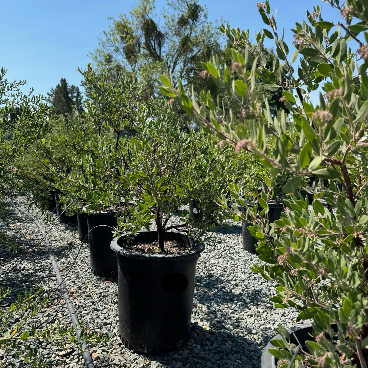 Sentinel Manzanita