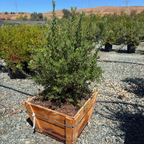 Sentinel Manzanita