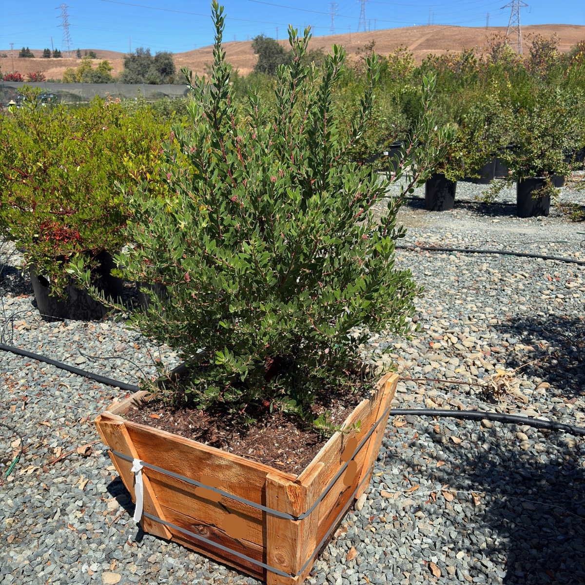 Sentinel Manzanita