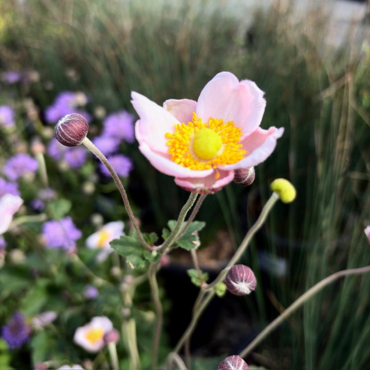 September Charm Japanese Anemone