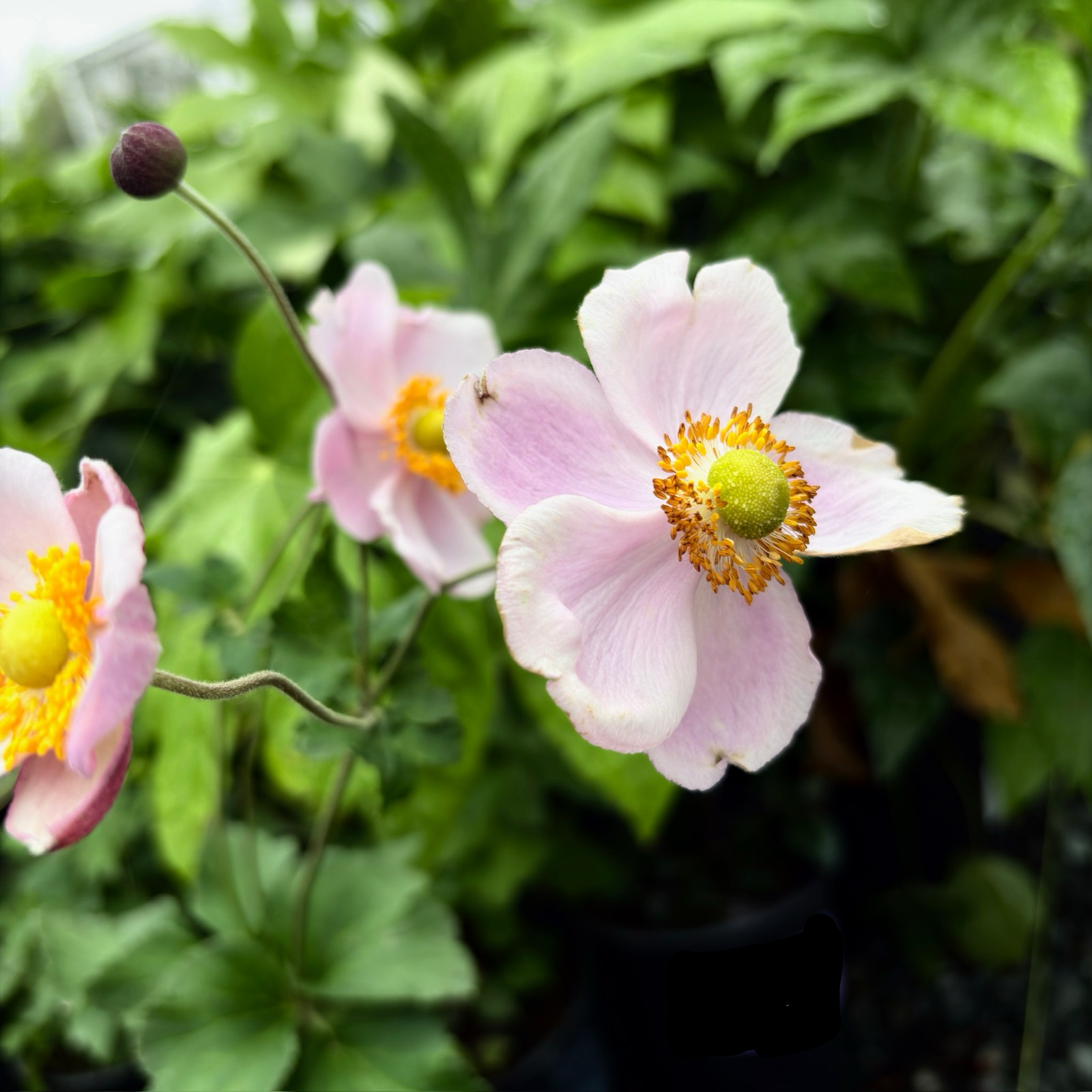 September Charm Japanese Anemone