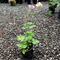September Charm Japanese Anemone