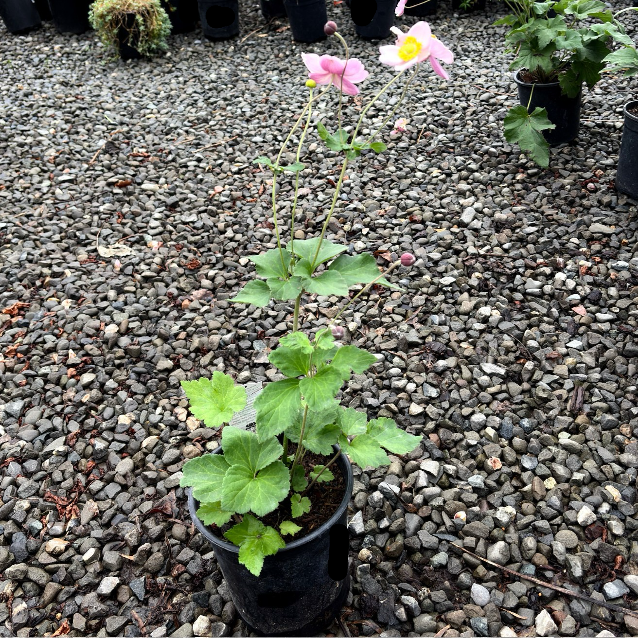 September Charm Japanese Anemone