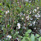 Setsugekka Camellia