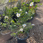 Setsugekka Camellia