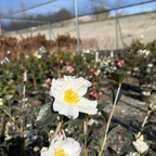 Setsugekka Camellia