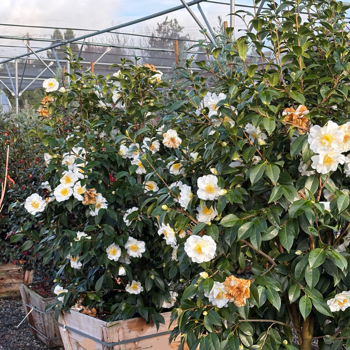 Setsugekka Camellia 