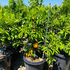 Seville Orange