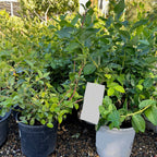 Potted Sharpblue Blueberry plants with a label in an outdoor setting