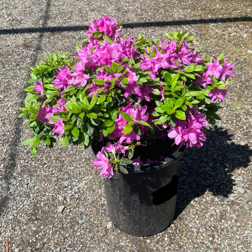 舍伍德紫杜鹃花| 早春密集玫粉色花海| 株型紧凑常绿| 喜半阴酸性土经典 舍伍德紫杜鹃花| 早春密集玫粉色花海| 株型紧凑常绿| 喜半阴酸性土经典