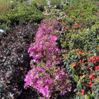 Sherwood Orchid Azalea Bushes Sherwood Orchid Azalea in a garden setting