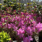Sherwood Orchid Azalea Sherwood Orchid Azalea with green leaves in a garden setting