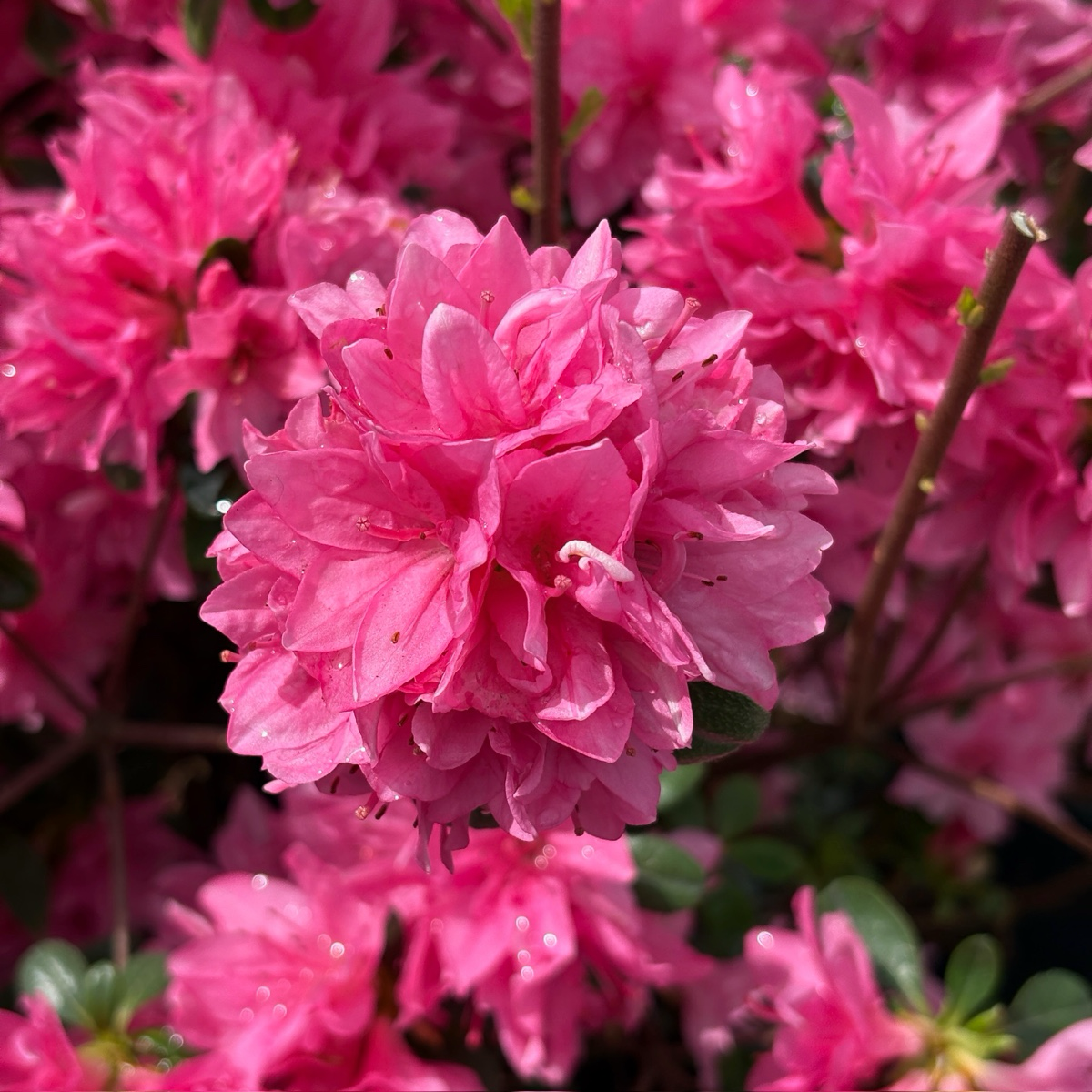 Sherwood Pink Azalea Close-up of Sherwood Pink Azalea with a blurred background at the victory nursery