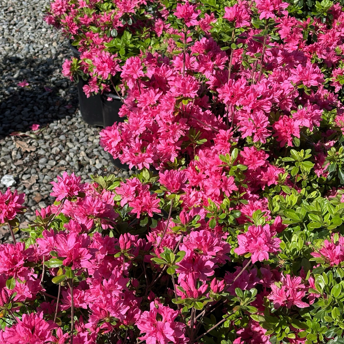 Sherwood Pink Azalea Bouquet of Sherwood Pink Azalea with green leaves on a gravel background
