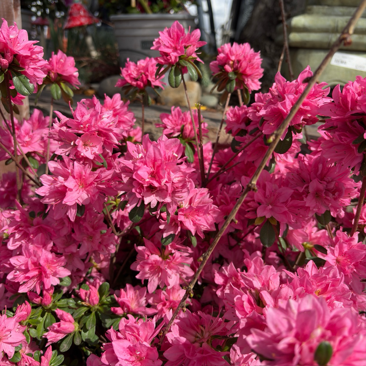 Sherwood Pink Azalea Close-up of Sherwood Pink Azalea with a blurred background