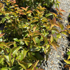 Shiny Xylosma