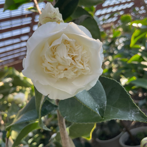 山茶花-舍婵| 纯白重瓣山茶| 褶皱牡丹型花| 早春开花– Victory Nursery