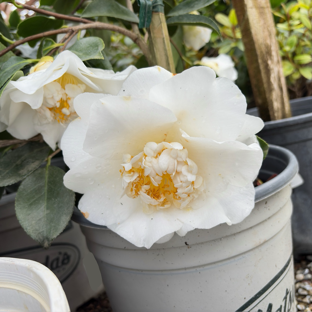 Shiro Chan Camellia