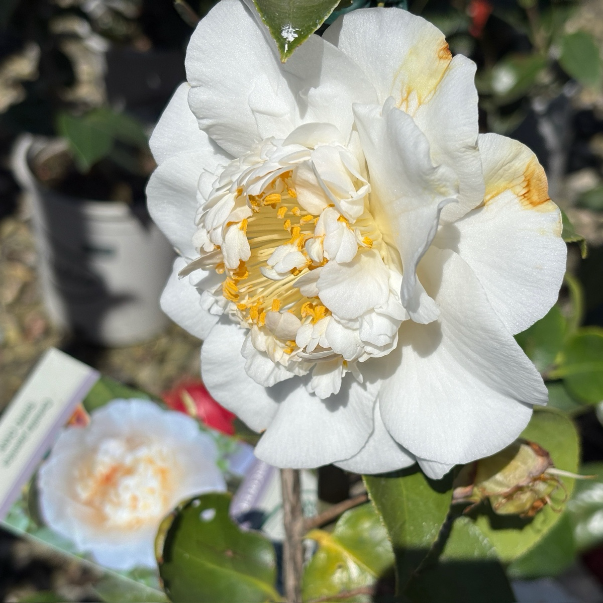 Shiro Chan Camellia