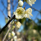 White flowers on a Shiro Kaga Flowering Apricot branch with a blurred natural background