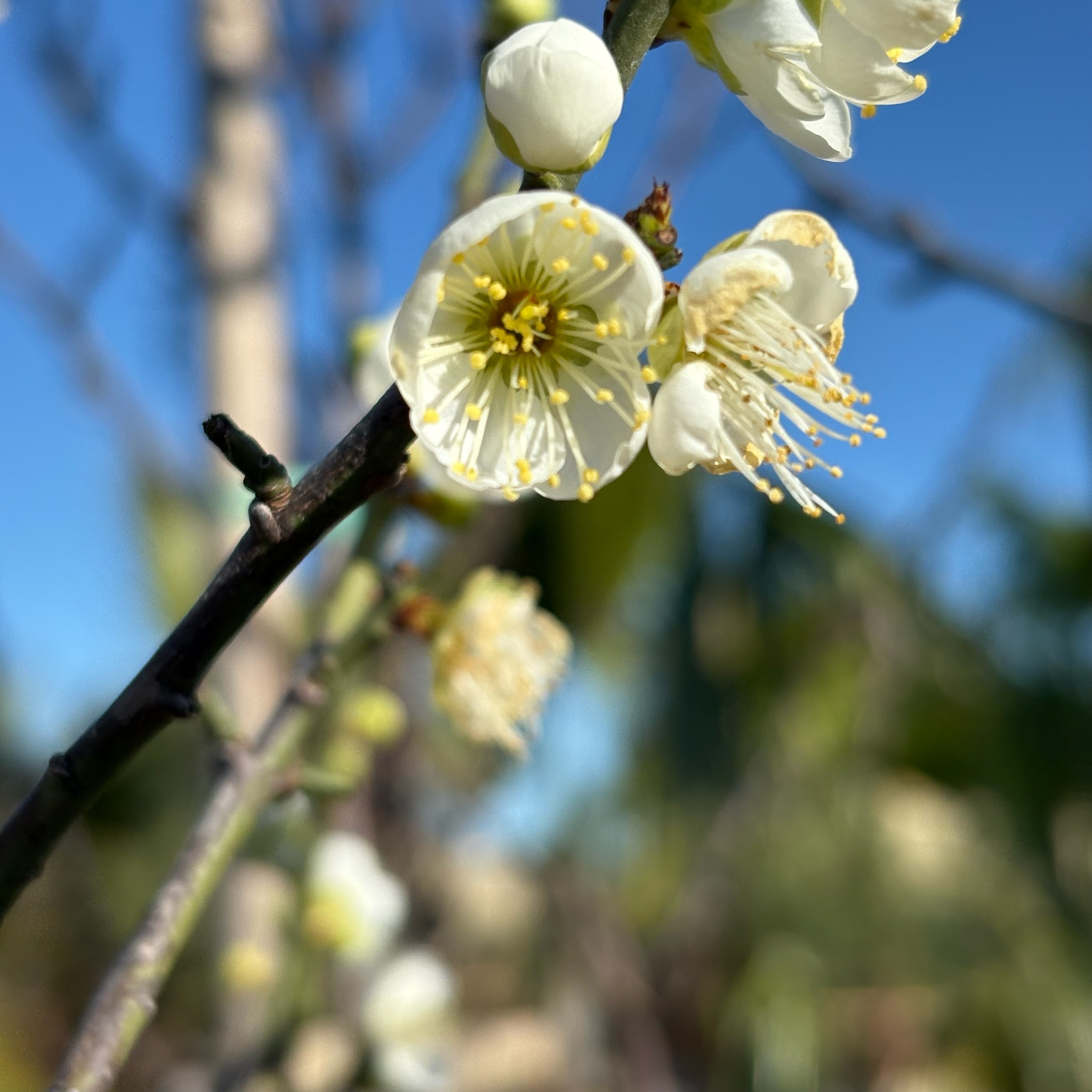 White flowers on a Shiro Kaga Flowering Apricot branch with a blurred natural background