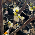 Japanese Apricot Tree Flowering branch with white and yellow blossoms in a nursery setting