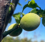 Green fruit on a Prunus mume ‘Shiro Kaga’ tree branch with a clear blue sky background
