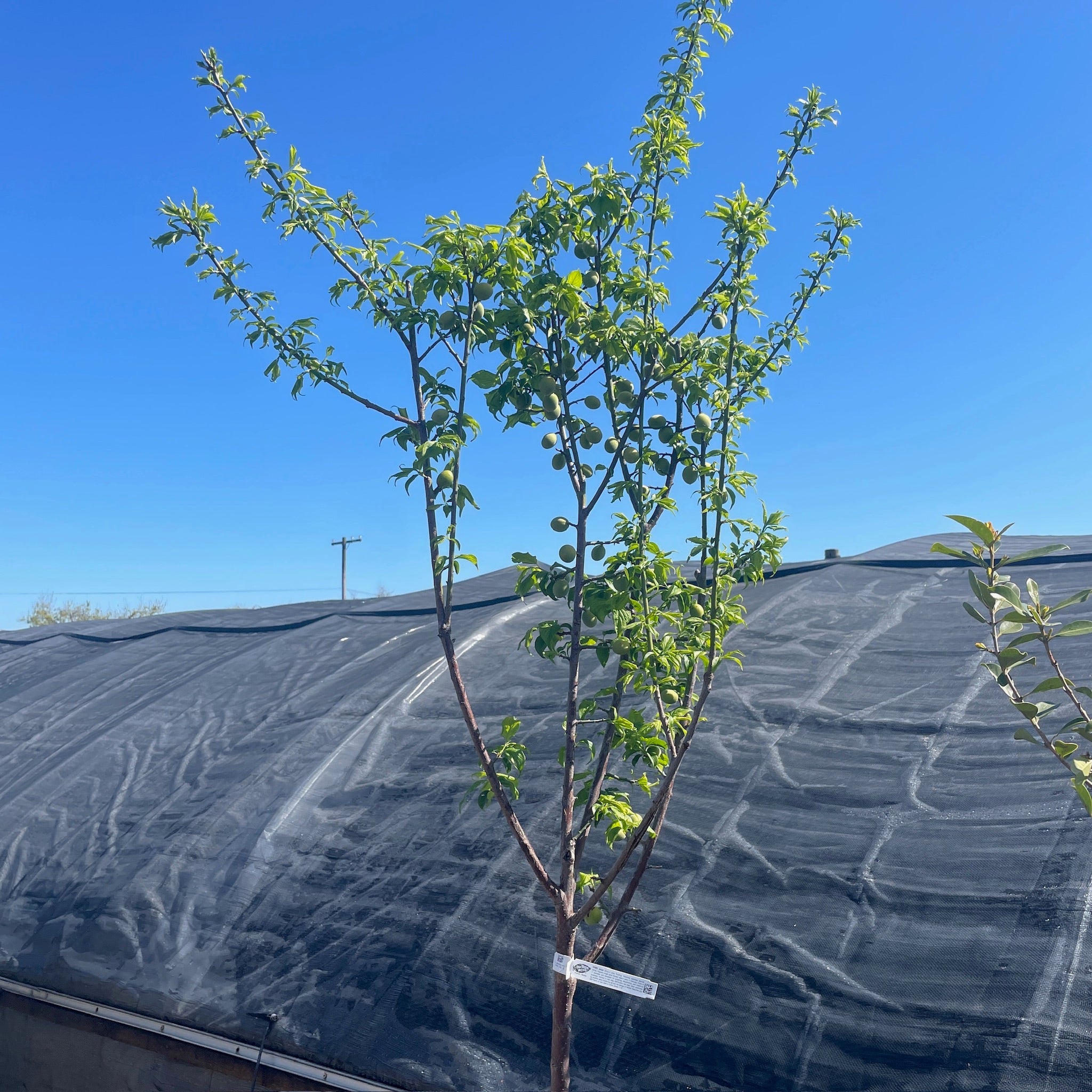 梅树（Prunus mume）| 日本杏树– Victory Nursery
