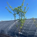 Prunus mume ‘Shiro Kaga’ tree with a clear blue sky background