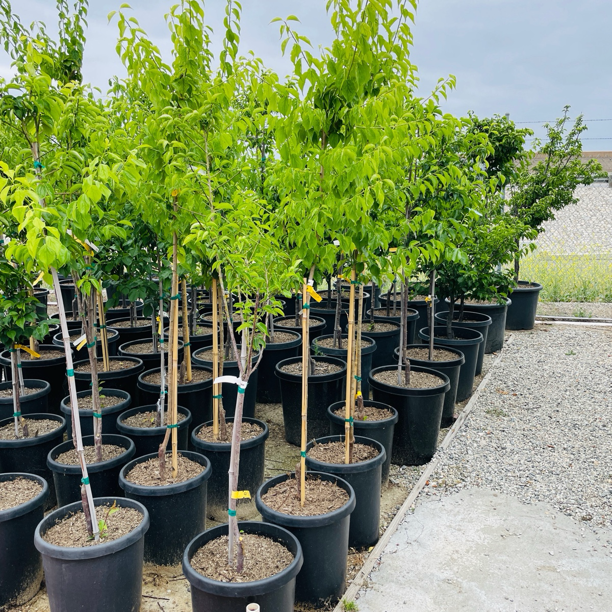Row of potted Prunus mume ‘Shiro Kaga’ trees in a nursery setting