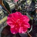 Shishi Gashira Camellia