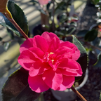 Shishi Gashira Camellia