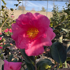 Shishi Gashira Camellia