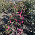 Shishi Gashira Camellia