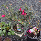 Shishi Gashira Camellia