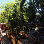 Person interacting with potted Shishigashira Japanese Maple trees in a garden setting