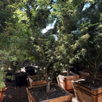 Potted Shishigashira Japanese Maple trees in a garden setting with green foliage and wooden planters.