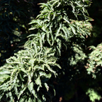 Close-up of green leafy Shishigashira Japanese Maple with a dark background