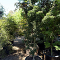 Garden with potted Shishigashira Japanese Maple trees 