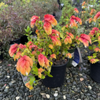 Shrimp Plant
