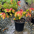 Shrimp Plant