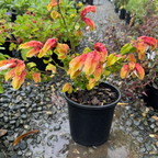 Shrimp Plant