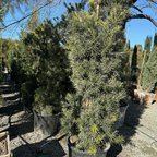 Shrubby Yew Pine