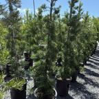 Shrubby Yew Pine