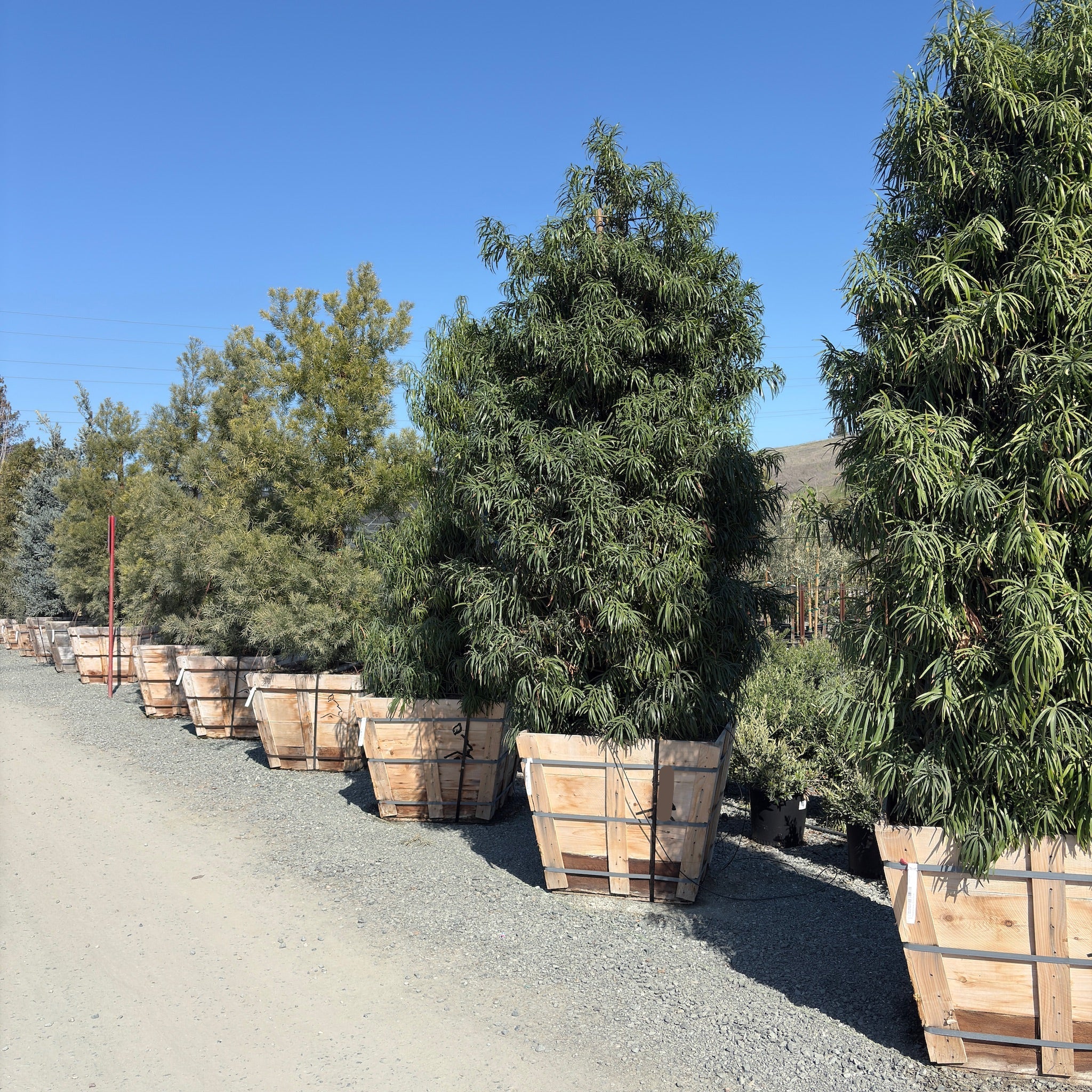 Shrubby Yew Pine