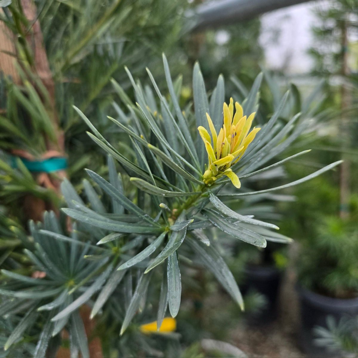 Shrubby Yew Pine
