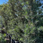 Shrubby Yew Pine