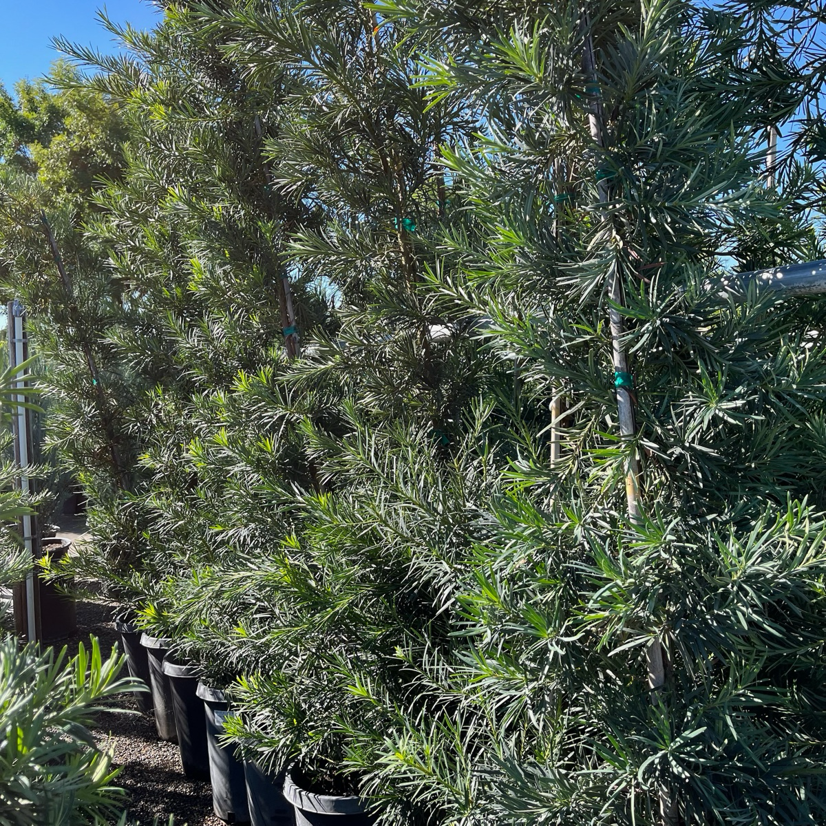 Shrubby Yew Pine