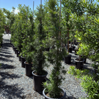 Shrubby Yew Pine