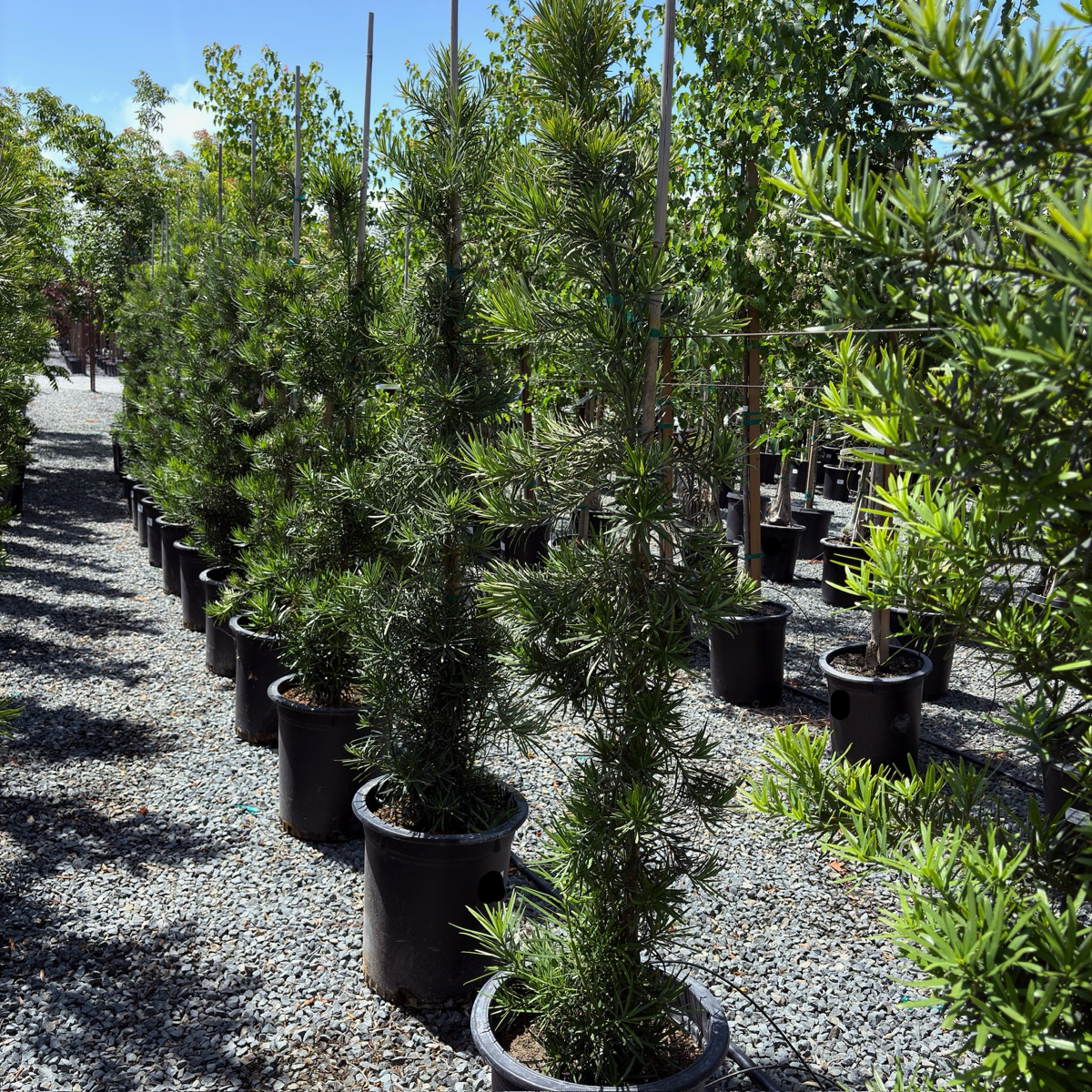 Shrubby Yew Pine
